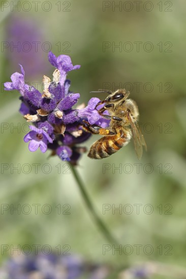 Honey bee (Apis mellifera) on a lavender flower (Lavandula angustifolia), macro photograph, Wilnsdorf, North Rhine-Westphalia, Germany