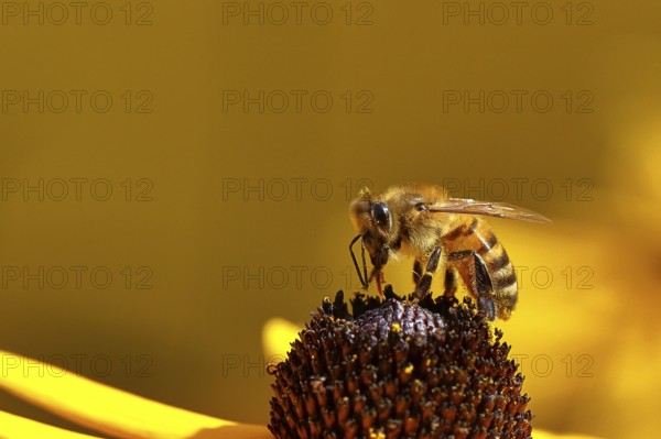 European honey bee (Apis mellifera), collecting nectar from a yellow coneflower (Echinacea paradoxa), Wilnsdorf, North Rhine-Westphalia, Germany