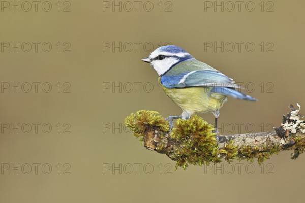 Blue tit (Parus caeruleus), sitting on moss-covered dead wood, Wilnsdorf, North Rhine-Westphalia, Germany