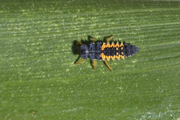 Ladybird larva, seven-spot ladybird (Coccinella septempunctata), insect larva, beneficial insect, on forage maize, Wilnsdorf, North Rhine-Westphalia, Germany