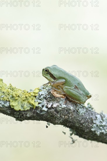 European tree frog (Hyla arborea) sitting on a lichen-covered branch in its natural environment, close-up, Lake Neusiedl National Park, Burgenland, Austria