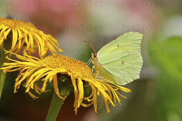 Lemon butterfly (Gonepteryx rhamny) on a yellow flower of a Great Telekie (Telekia speciosa), close-up, Wilnsdorf, North Rhine-Westphalia, Germany