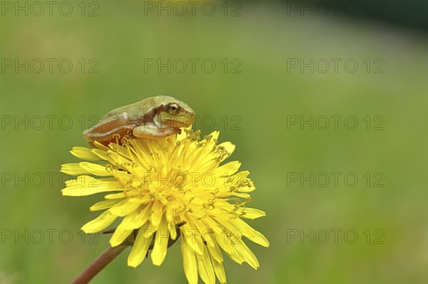 European tree frog (Hyla arborea) sitting on a yellow dandelion flower (Taráxacum), close-up, Lake Neusiedl National Park, Burgenland, Austria