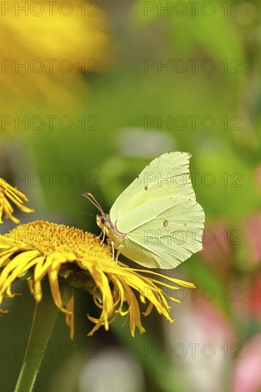 Lemon butterfly (Gonepteryx rhamny) on a yellow flower of a Great Telekie (Telekia speciosa), close-up, Wilnsdorf, North Rhine-Westphalia, Germany