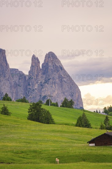 Single hut in front of dramatic mountains and dense greenery in the evening light, Alpe di Siusi, South Tyrol, Dolomites, Italy