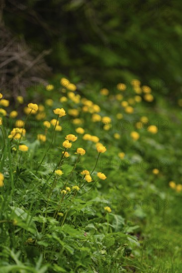 Small yellow flowers under green leaves along a slope, Alpe di Siusi, South Tyrol, Dolomites, Italy