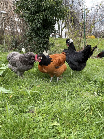 3 free-range chickens
