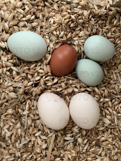 6 different coloured chicken eggs