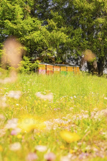 Colourful beehives stand on a flowering meadow surrounded by green trees, Alpe di Siusi, South Tyrol, Dolomites, Italy