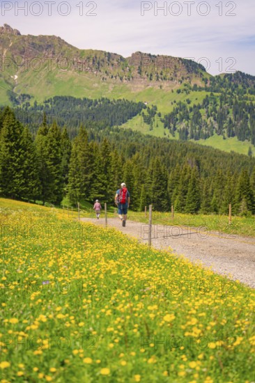 Hikers walking on a path next to flowering meadows with mountain views, Alpe di Siusi, South Tyrol, Dolomites, Italy