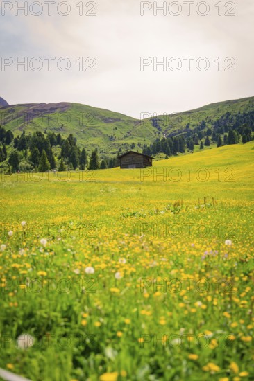 Blooming meadow with a wooden hut and green mountain landscape in the background, Alpe di Siusi, South Tyrol, Dolomites, Italy