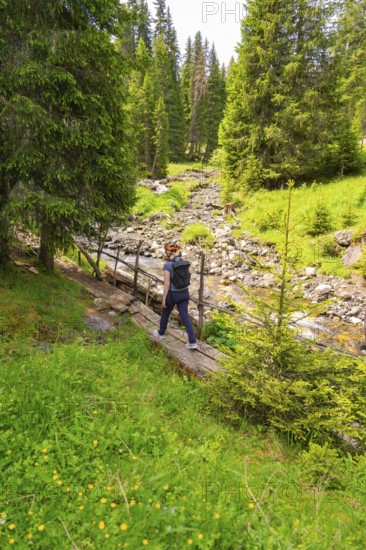 Hiker crossing a footbridge along a forest stream amidst green trees, Alpe di Siusi, South Tyrol, Dolomites, Italy