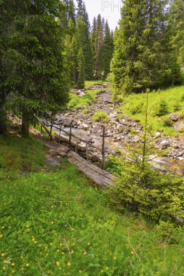 Small stream flows through a green forest landscape, surrounded by dense fir trees, Alpe di Siusi, South Tyrol, Dolomites, Italy