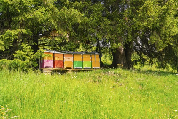 Colourful beehives under shady trees, Alpe di Siusi, South Tyrol, Dolomites, Italy