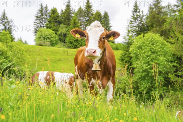 Brown cow with bell standing on a green meadow full of yellow flowers, Alpe di Siusi, South Tyrol, Dolomites, Italy