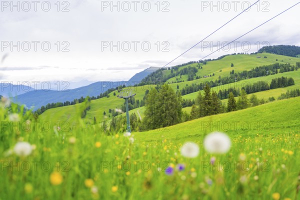 Wide meadow landscape with flowers, mountains and sky with clouds in the background, Alpe di Siusi, South Tyrol, Dolomites, Italy