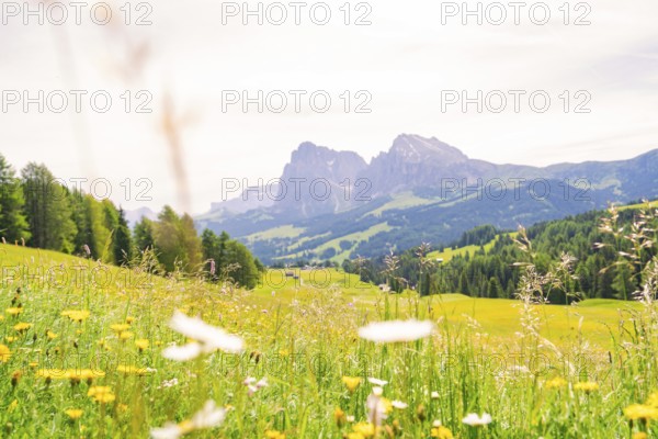 Flower meadow with view of distant mountains and wide, green hills, Alpe di Siusi, South Tyrol, Dolomites, Italy
