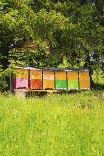 Colourful beehives under shady trees on a green meadow, Alpe di Siusi, South Tyrol, Dolomites, Italy