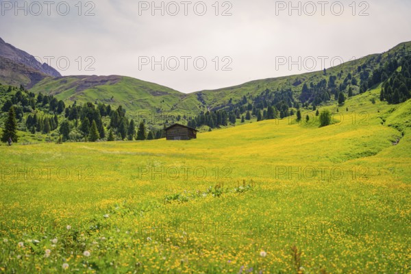Wide yellow flower meadow with wooden hut embedded in green mountain landscape, Alpe di Siusi, South Tyrol, Dolomites, Italy