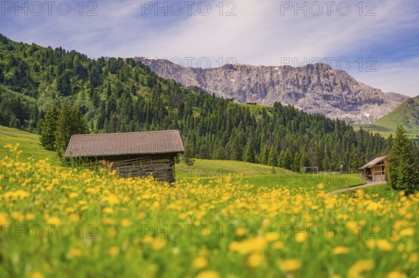 Wooden huts and flowering meadows in front of a majestic mountain panorama, Alpe di Siusi, South Tyrol, Dolomites, Italy