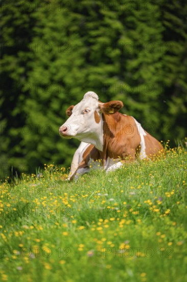 Brown and white cow lying peacefully on a colourful flower meadow in the green, Alpe di Siusi, South Tyrol, Dolomites, Italy