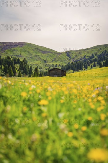 Hut surrounded by flowering meadows with green hills in sunny weather, Alpe di Siusi, South Tyrol, Dolomites, Italy