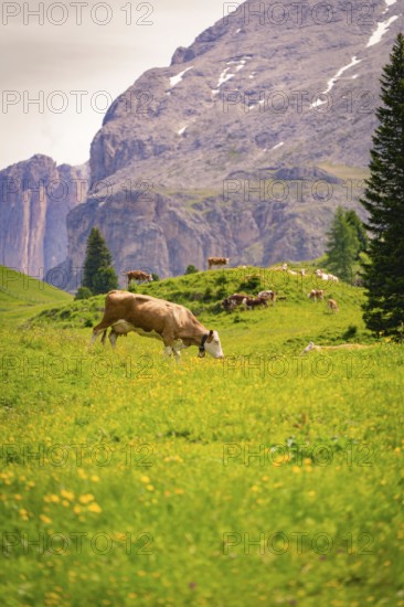 Grazing cow on a green meadow with a mountain landscape in the background, Alpe di Siusi, South Tyrol, Dolomites, Italy