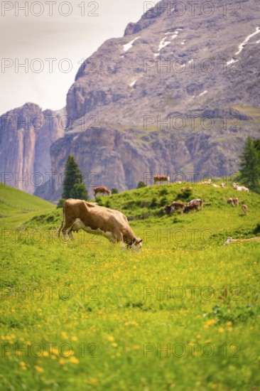 Cow grazing on green meadow in front of impressive mountain scenery and quiet atmosphere, Alpe di Siusi, South Tyrol, Dolomites, Italy