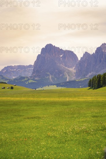 Green meadow with majestic mountain in the background under a cloudy sky, Alpe di Siusi, South Tyrol, Dolomites, Italy
