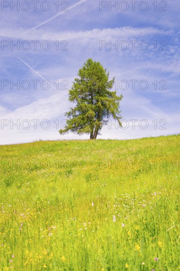 Single tree stands on a wide, blooming meadow under a blue sky, Alpe di Siusi, South Tyrol, Dolomites, Italy