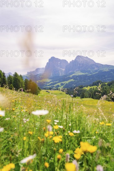 Blooming meadow with a picturesque mountain panorama in the background, Alpe di Siusi, South Tyrol, Dolomites, Italy