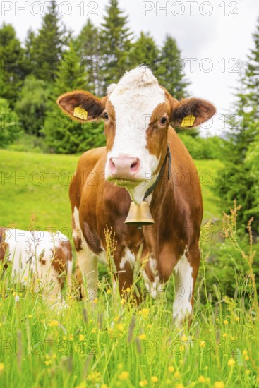 Cow with bell on a flowering meadow, surrounded by trees and greenery, Alpe di Siusi, South Tyrol, Dolomites, Italy