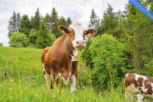 Cow with bell on green pasture, surrounded by trees, Alpe di Siusi, South Tyrol, Dolomites, Italy