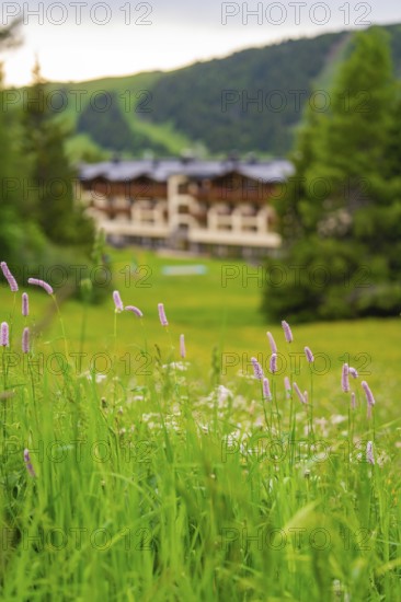 Foreground with flowers and blurred background of a building in a green environment, Alpe di Siusi, South Tyrol, Dolomites, Italy