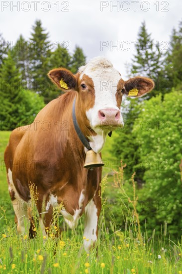 Portrait of a cow with a bell on a flowering meadow in a natural setting, Alpe di Siusi, South Tyrol, Dolomites, Italy