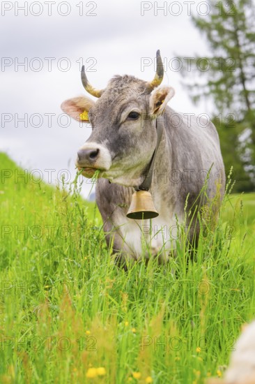 Grey cow with bell in a meadow in a green, natural environment, Alpe di Siusi, South Tyrol, Dolomites, Italy