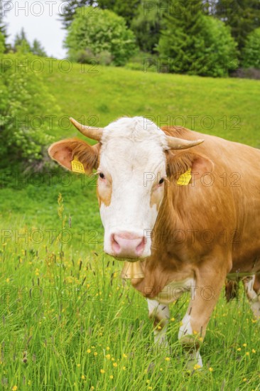 Close-up of a cow on a green meadow in a natural environment, Alpe di Siusi, South Tyrol, Dolomites, Italy
