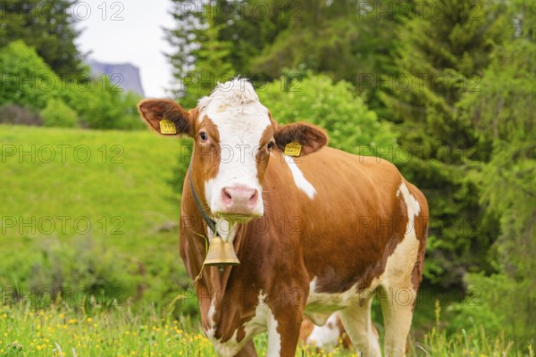 Cow with bell on a summer meadow in front of a wooded backdrop, Alpe di Siusi, South Tyrol, Dolomites, Italy