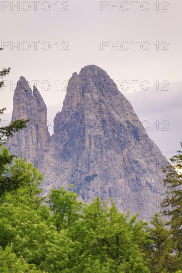 Mighty rock formation towering over green treetops, Alpe di Siusi, South Tyrol, Dolomites, Italy