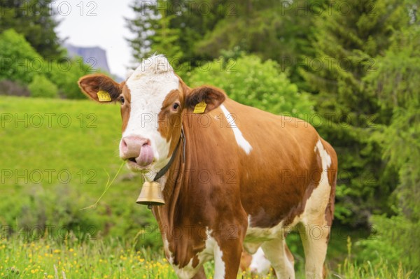 Brown cow with bell on a green pasture, surrounded by nature, Alpe di Siusi, South Tyrol, Dolomites, Italy
