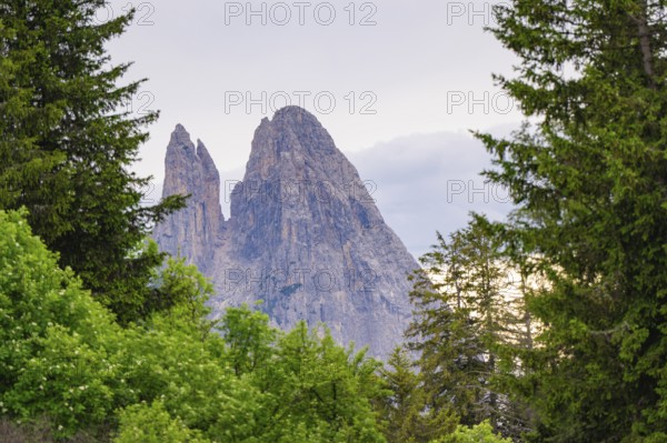 Rocky mountains above a green forest, in a peaceful landscape, Alpe di Siusi, South Tyrol, Dolomites, Italy