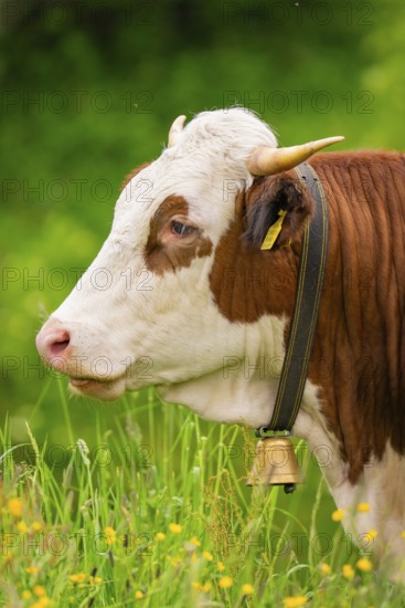 Close-up of a spotted cow with bell on green pasture, Alpe di Siusi, South Tyrol, Dolomites, Italy