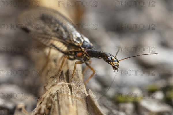 Macro photograph of a black-necked camel fly (Venustoraphidia nigricollis), insect on wood, with natural colouring, Ternitz, Lower Austria, Austria