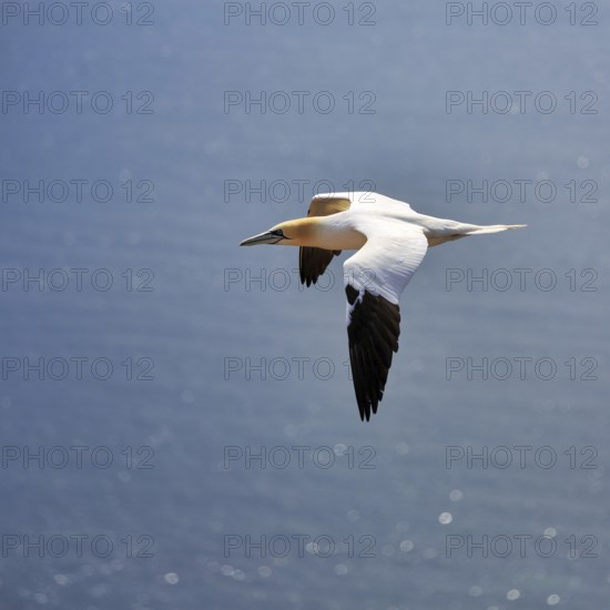 Northern gannet (Morus bassanus) on a bird cliff, flying over the sea, Helgoland Island, Schleswig-Holstein, Germany