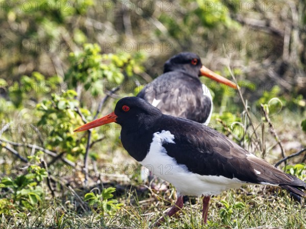 Two oystercatchers (Haematopus ostralegus), mating behaviour, Insel Düne, Heligoland, Schleswig-Holstein, Germany