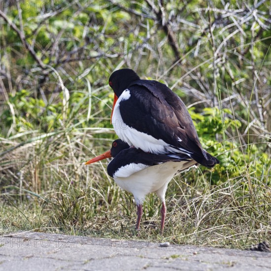 Two oystercatchers (Haematopus ostralegus), mating, Insel Düne, Heligoland, Schleswig-Holstein, Germany