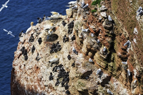 Northern gannets (Morus bassanus) and common guillemots (uria aalge) on bird cliffs, steep coast, Heligoland Island, Schleswig-Holstein, Germany
