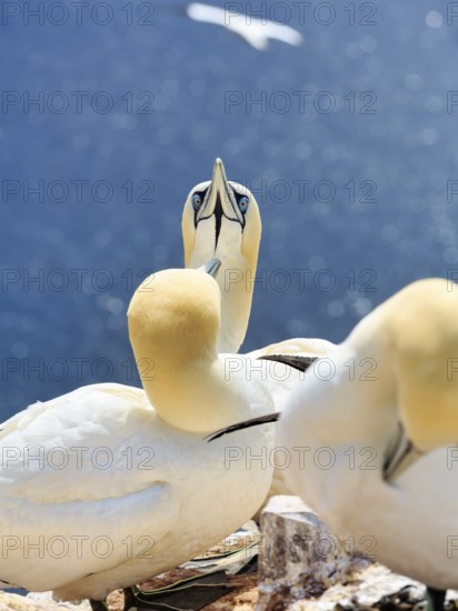 Northern gannet (Morus bassanus) on bird cliffs, pair courtship display, Helgoland Island, Schleswig-Holstein, Germany