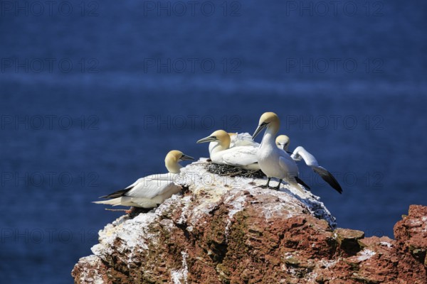 Northern gannet (Morus bassanus) on bird cliffs, steep coast, Heligoland Island, Schleswig-Holstein, Germany