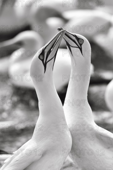 Gannet (Morus bassanus) on bird cliffs, pair courtship display, monochrome, Helgoland Island, Schleswig-Holstein, Germany